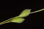 Prairie panicgrass